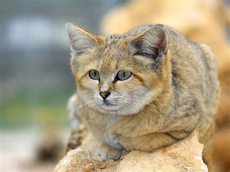 Arabian Sand Cat Spotted After 10 Years Disappearance Med O Med
