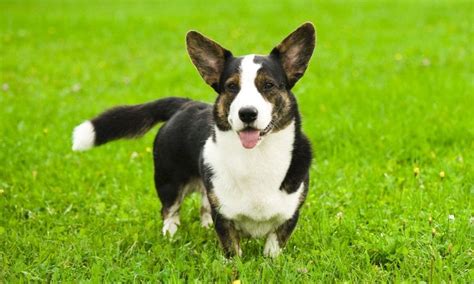 Cardigan Welsh Corgi Breed Characteristics Care And Photos Bechewy