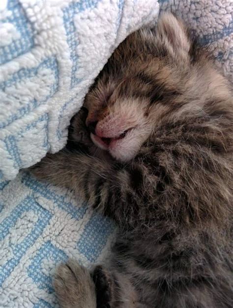 Lifeless Kitten Found On Doorstep Turned Around By Love Love Meow