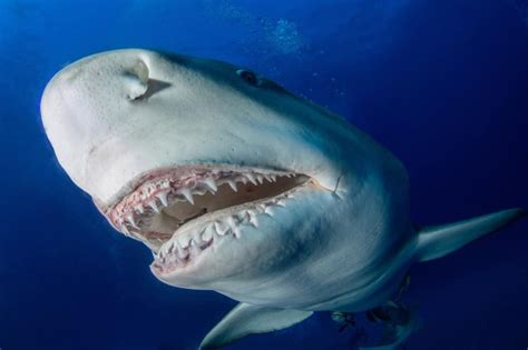How Many Teeth Do Sharks Have Explained United States Knewsmedia