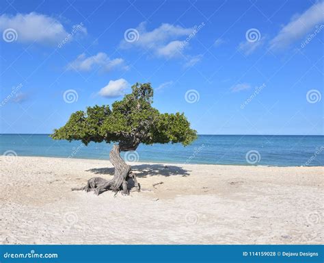 Beautiful Divi Trees On A Sand Beach In Aruba Stock Photo Image Of