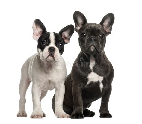 French Bulldog Puppies 4 Months Old Sitting Stock Photo Image Of