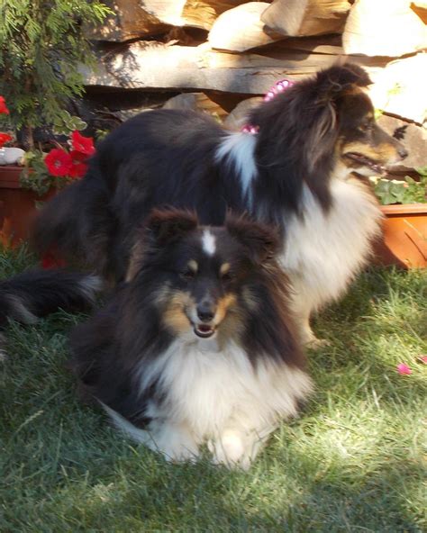 He is dm clear and vwd1 clear or free by parentage and is ready for his. Blue Merle Sheltie Puppies For Sale Near Me - Animal Friends