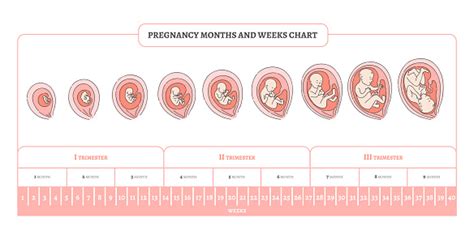 Pregnancy Chart Weeks To Months Hiccups Pregnancy