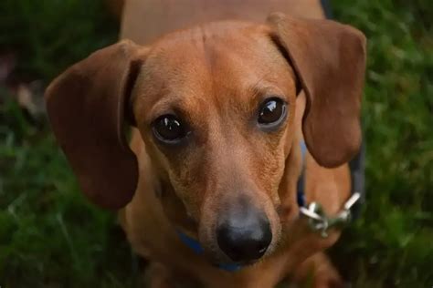 Common Dachshund Allergies Symptoms And Treatment Dachshund Journal