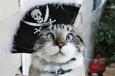 Adorable Cross Eyed Cat Becomes Internet Sensation Daily Record