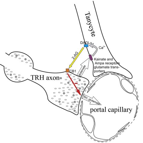 A Glial Neuronal Circuit In The Median Eminence Regulates Thyrotropin