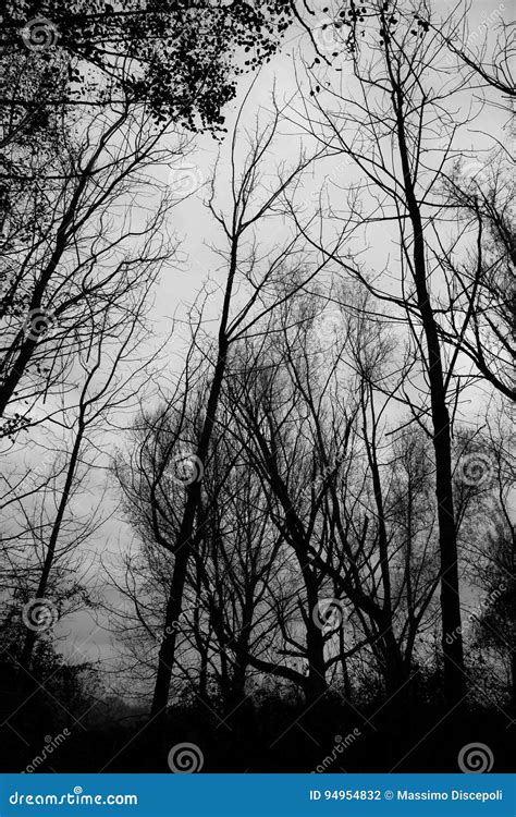 Mysterious Forest Stock Photo Image Of Haunting Details 94954832