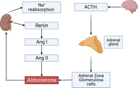 Frontiers Regulation Of The Renin Angiotensin Aldosterone System By