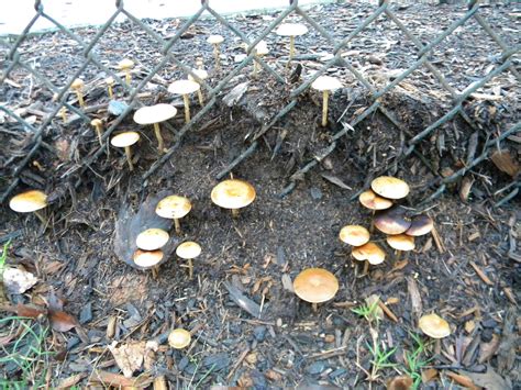 Please Id Georgia Mushroom Hunting And Identification