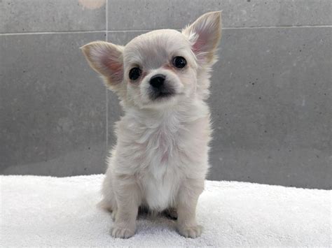 23 Long Haired Chihuahuas For Sale Uk L2sanpiero