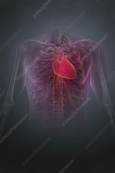 Anatomy Of The Chest Artwork Stock Image C0203930 Science Photo