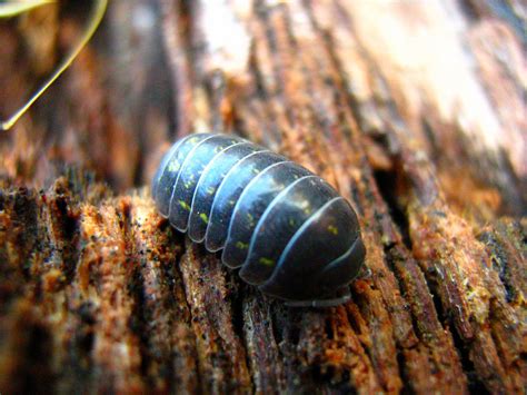 Armadillidium Vulgare Rolly Pollie You Have Probably See Flickr