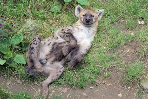 The Testicles Of Female Hyenas Their Purpose And Importance Hyaenidae