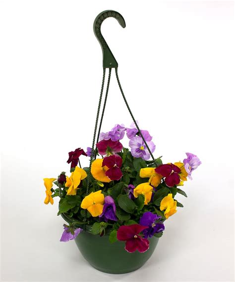 Pansy Hanging Basket Danvers Ma Same Day Flower Delivery Currans