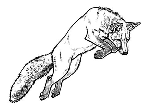 20 Realistic Red Fox Coloring Pages