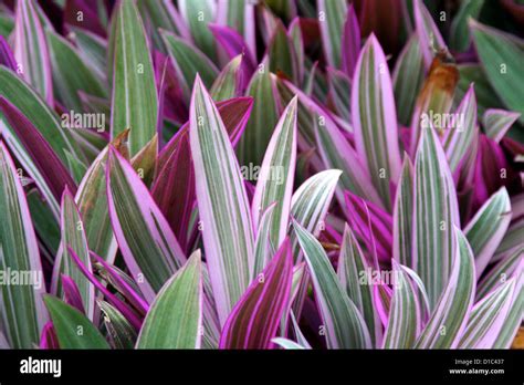 Exotic Variegated Tropical Foliage Stock Photo Alamy