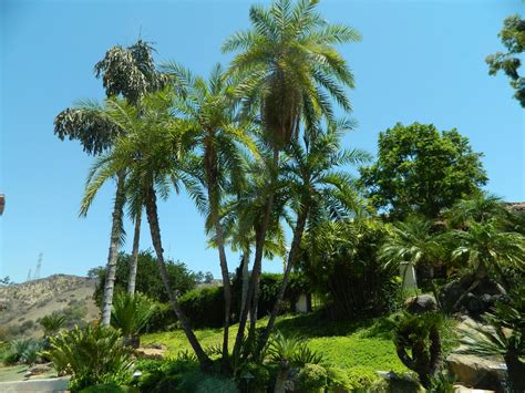 Decorate your laptops, water bottles, helmets, and cars. A palm and cycad garden | Tropical plants, Plants ...