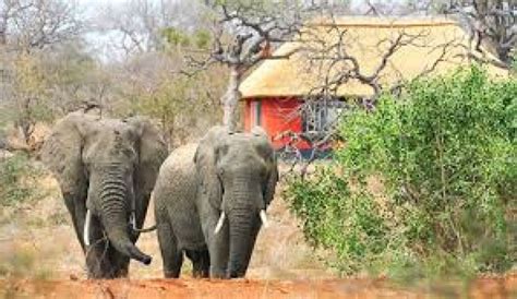 Balule Nature Reserve Limpopo South Africa Top Attractions Things