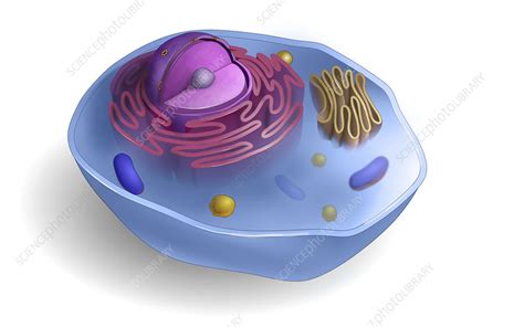 Eukaryotic Cell Illustration Stock Image C0523091 Science Photo