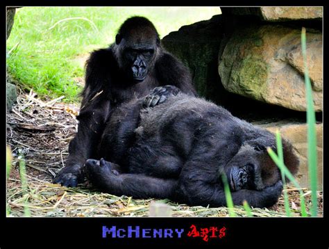 Gorilla Couple By Mchenry On Deviantart