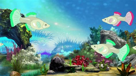 Colorful Aquarium Fish Swimming In Fish Stock Motion Graphics Sbv