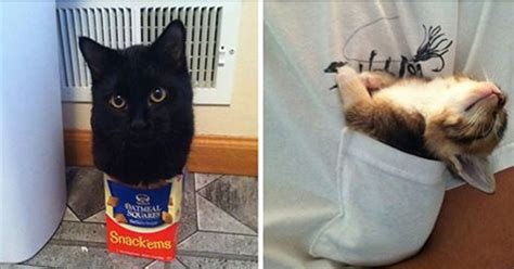 If It Fits I Sits These 17 Cats Prove That No Space Is Too Small Us