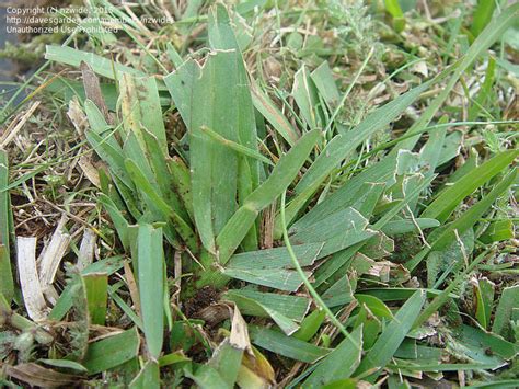 Different types of grass will thrive in different conditions. Plant Identification: CLOSED: An invasive grass in a lawn ...