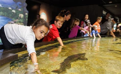Tiny Titans Tennessee Aquarium Welcomes 2500 Baby Lake Sturgeon As