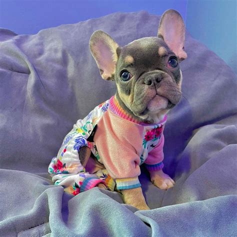 The Wonderful World Of French Bulldog Colors Uncovering The Unique Sh