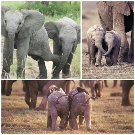 Friends Cute Baby Elephant Elephant Elephant Love