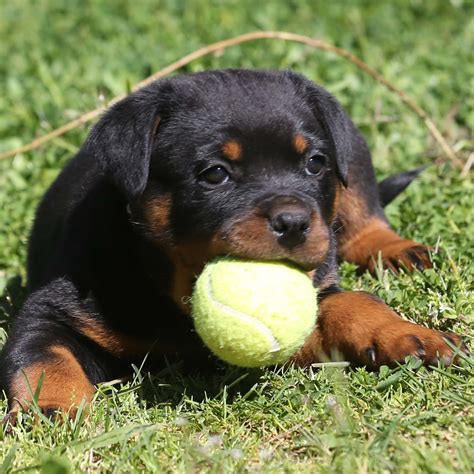 Von evman rottweilers is a code of ethics breeder of champion german rottweiler puppies. Rottweiler puppies available | 2 months old in TALLANGATTA, VIC 3700