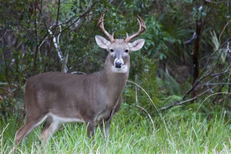 Florida Image Tools Florida White Tailed Deer