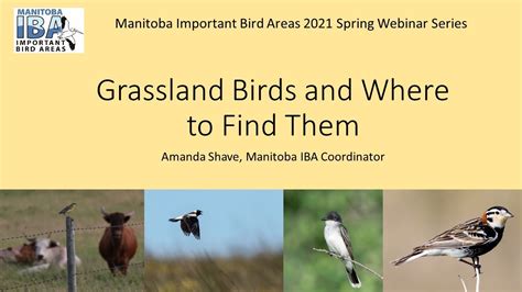Grassland Birds And Where To Find Them Youtube