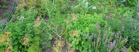 Backyard Patch Herbal Blog The Scent Of Herbs