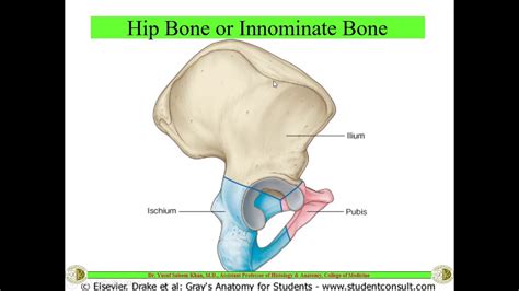 Osteology Of Hip Bone And Femur Doovi