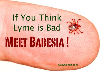 If You Think Lyme Is Bad Meet Babesia Suzy Cohen Rph Offers