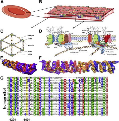 Cytoskeleton Of RBCs A Schematic View Of The Biconcave Shape Of