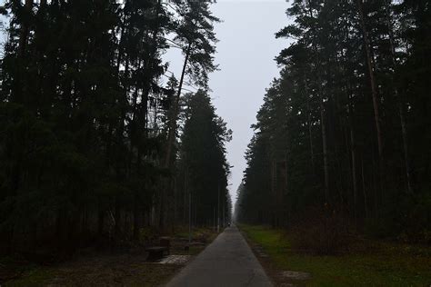 Pavement In Taiga In Chernogolovka Moscow Region Мирослав Стаменов