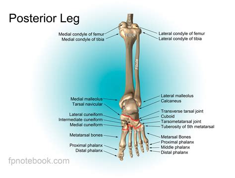 Pelvic Leg Skeletal Diagram