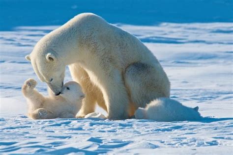 Top Mom And Cub Facts Polar Bears International