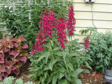 Add plants with attractive foliage, flowers, and brightly colored containers to shady corners. Cardinal Flower- Perennial that grows in GA. Grows pretty ...