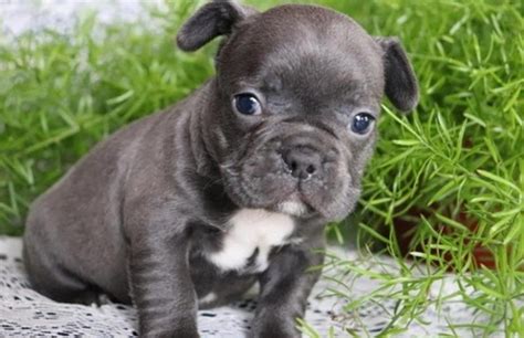 Breeder of rare colored french bulldogs, blue, chocolate, lilac, blue and tan, and standard colors. Beautiful blue French bulldog puppies FOR SALE ADOPTION ...