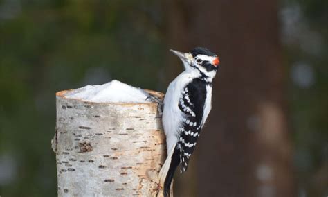 7 Woodpeckers In Indiana Pictures Id Guide And Common Locations A