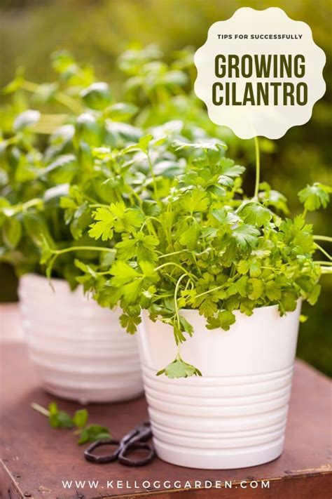 Even If You Dont Love To Cook With This Herb Growing Cilantro Can