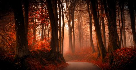 Trees Path Forest Fall Leaves Landscape Wallpapers Hd