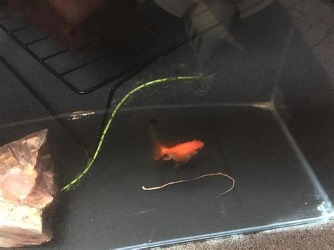 Franks World Record Attempt Longest Goldfish To Poop Ratio He Is