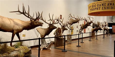 Bandc Position Statement Big Game Trophies And Trophy Hunting Boone