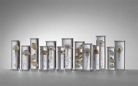 Exquisite Marine Life Specimens Imagined In Glass By