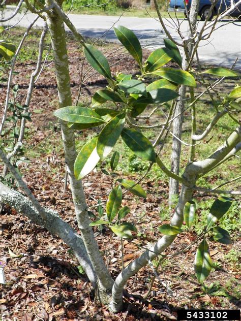 Devilwood Osmanthus Americanus